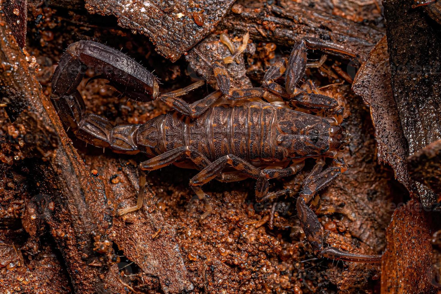 Adult Arrowbreasted Scorpion photo