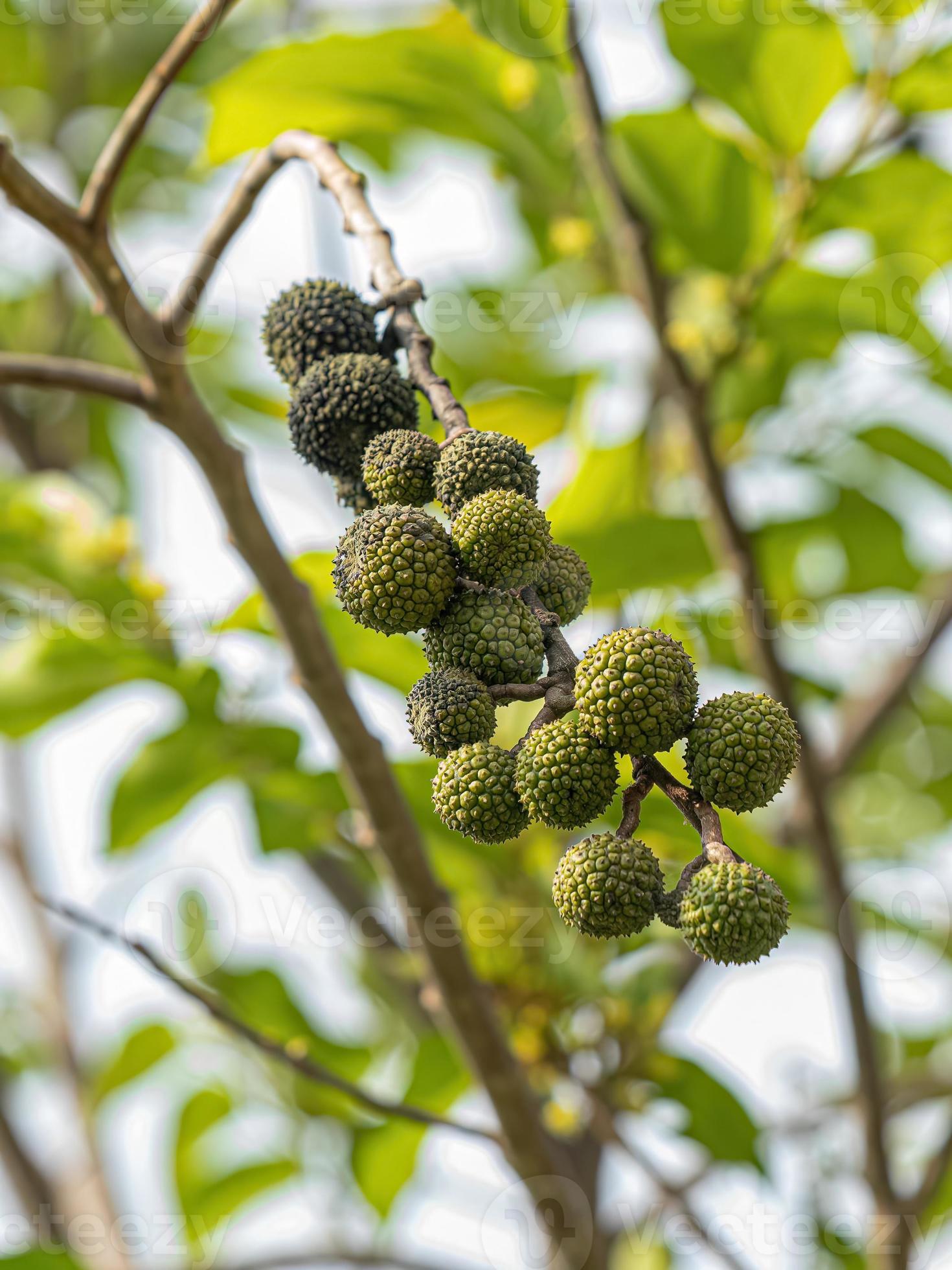 West Indian Elm Plant 13072155 Stock Photo at Vecteezy