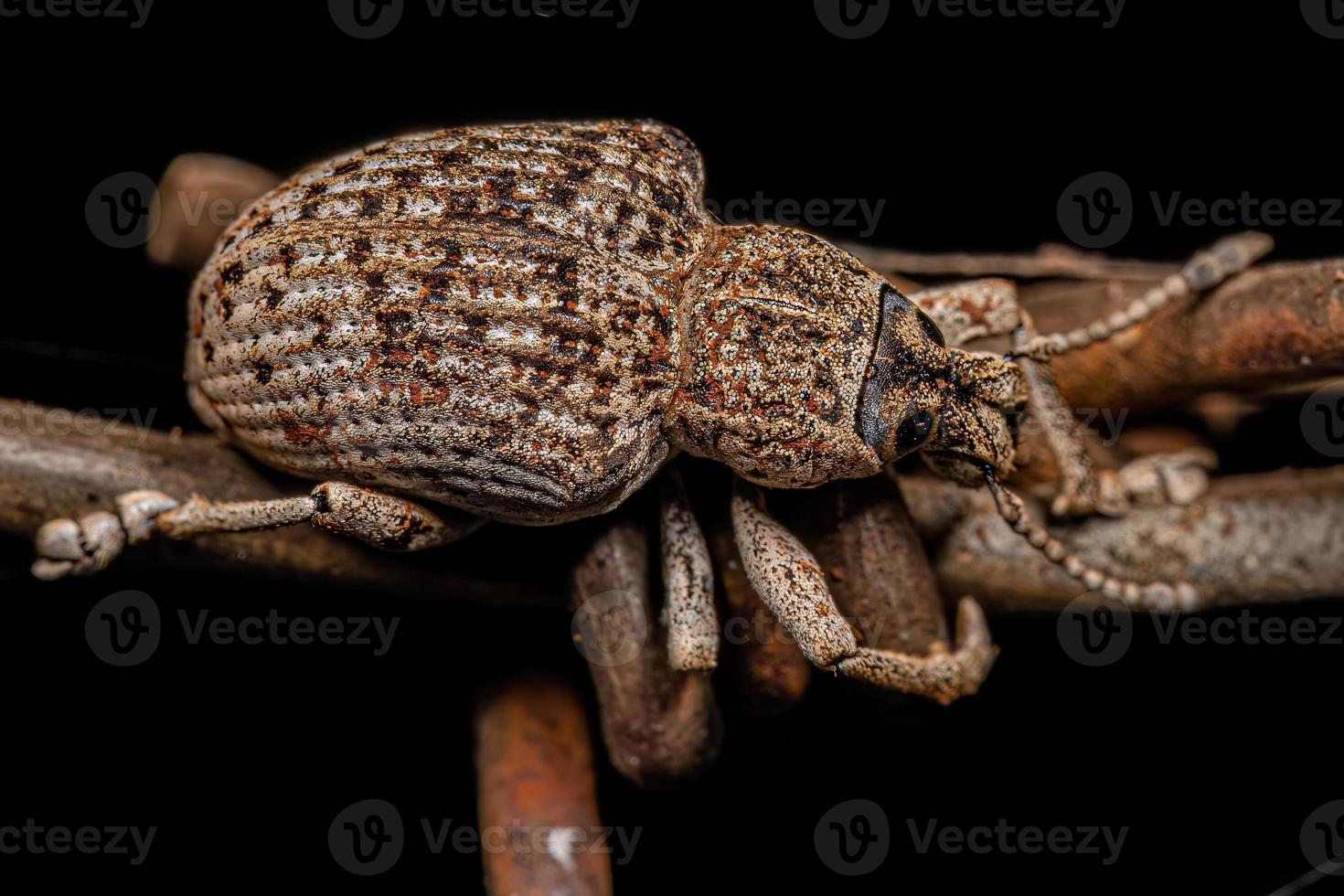 Adult White Broad-nosed Weevil Beetle photo