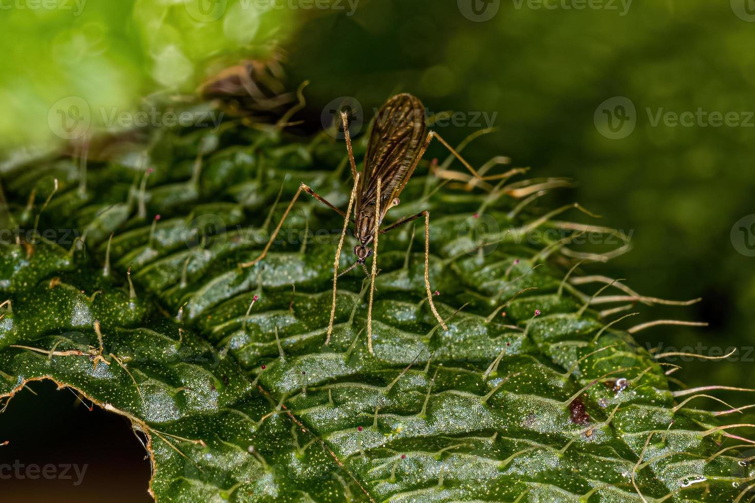 Adult Limoniid Crane Fly photo