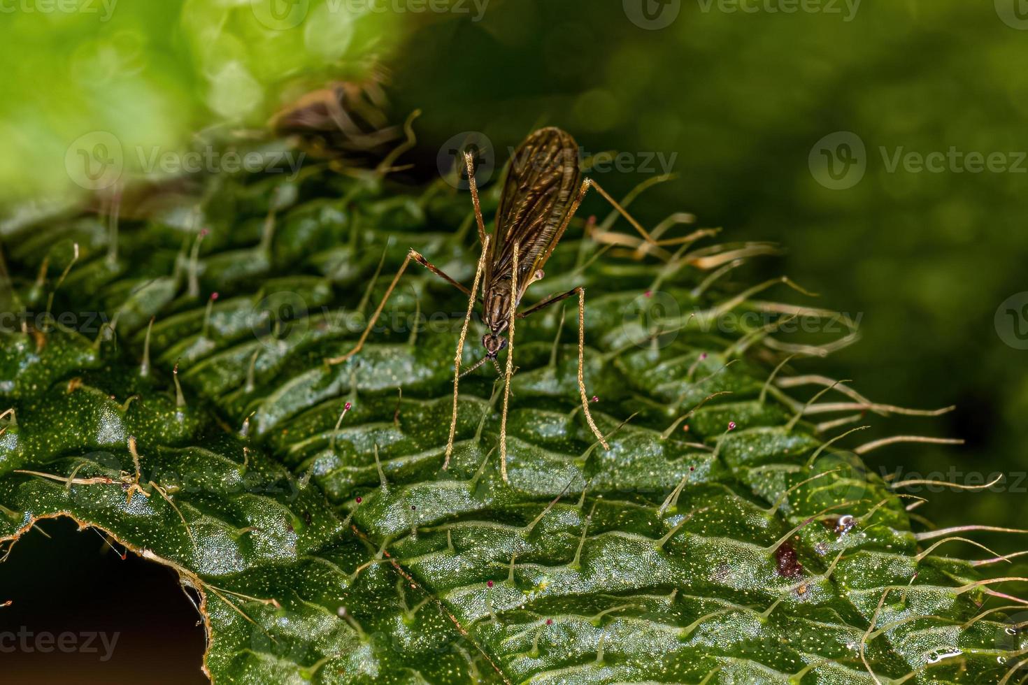 mosca grulla limonide adulta foto