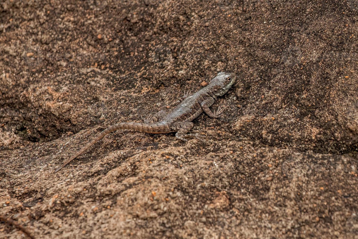 pequeño lagarto de tierra foto