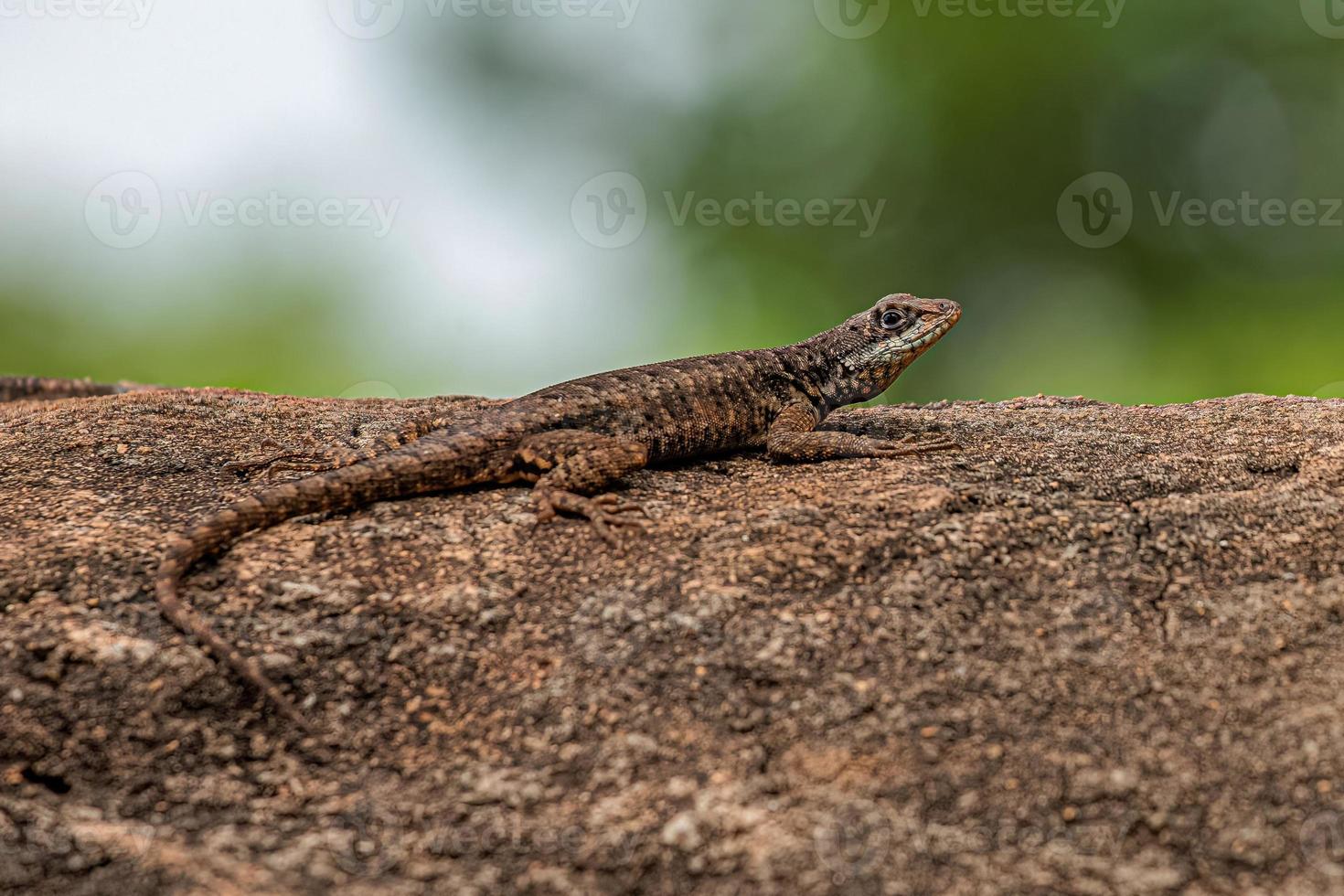 Small ground lizard photo