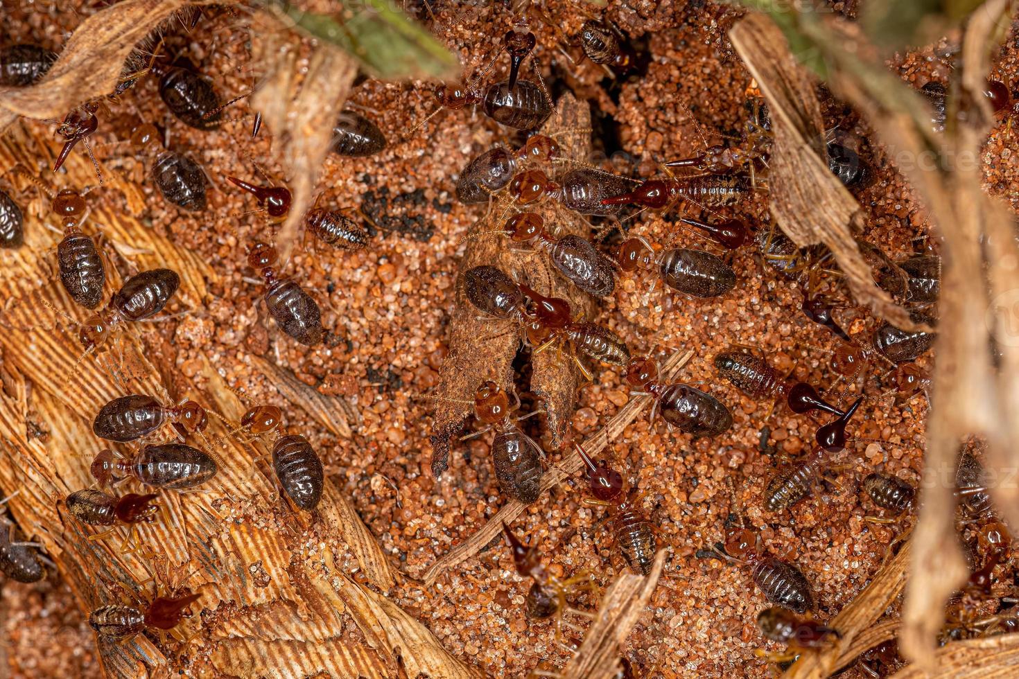 Small Higher Termites photo