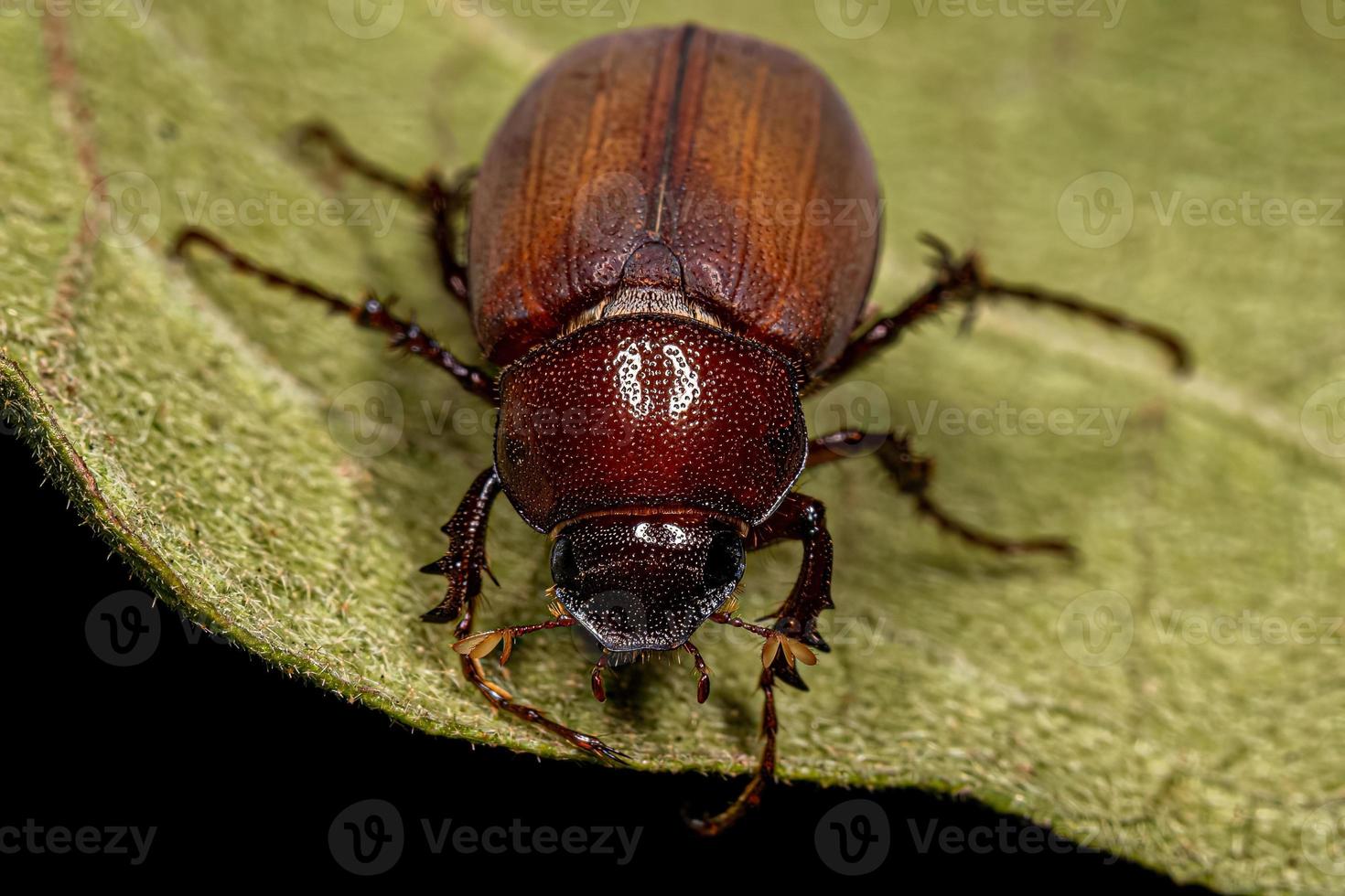 Adult June Beetle photo
