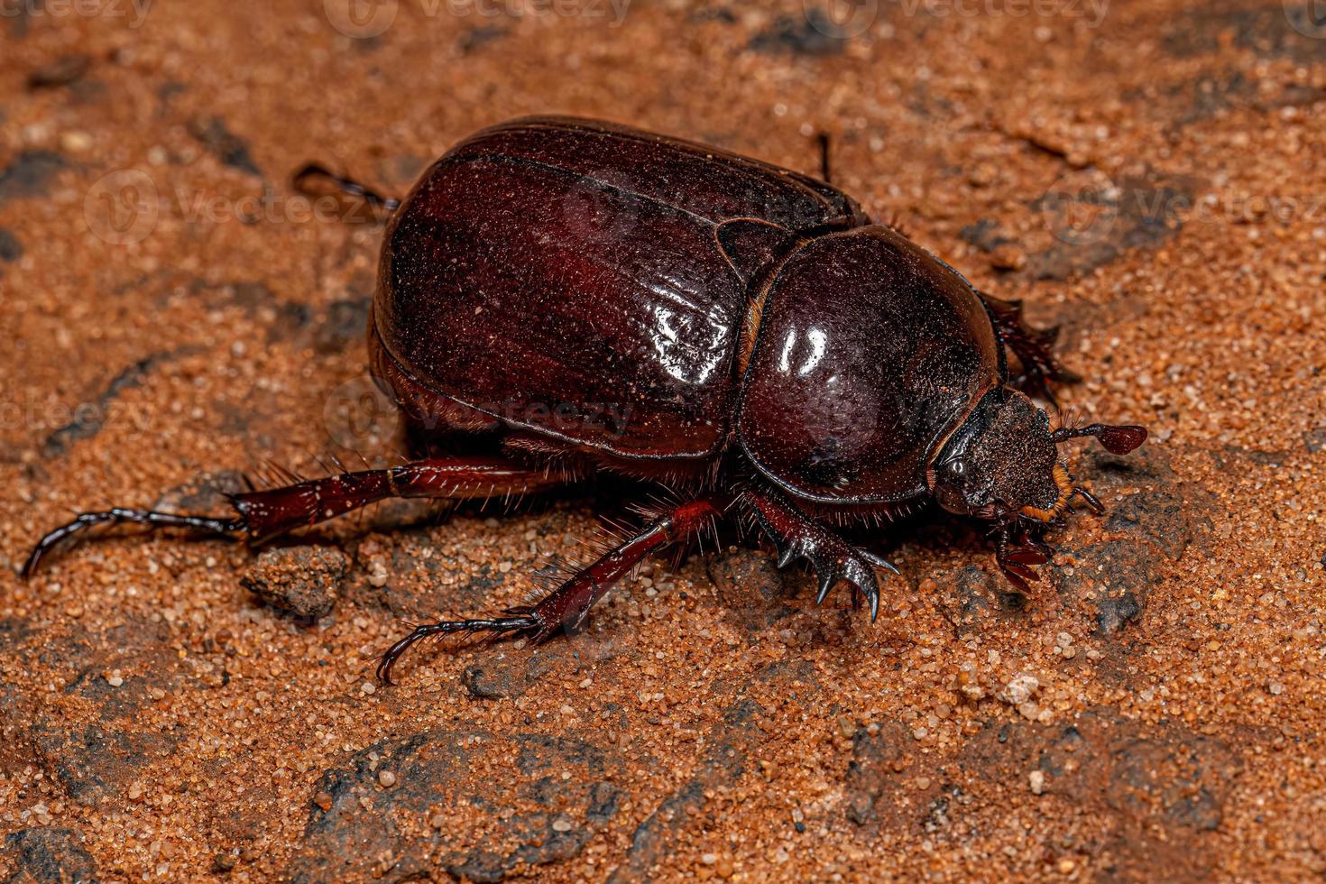 Adult Rhinoceros Beetle photo