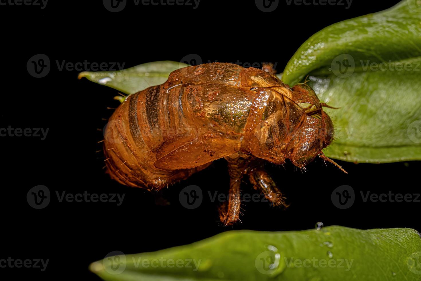 exuvia de cigarra típica foto