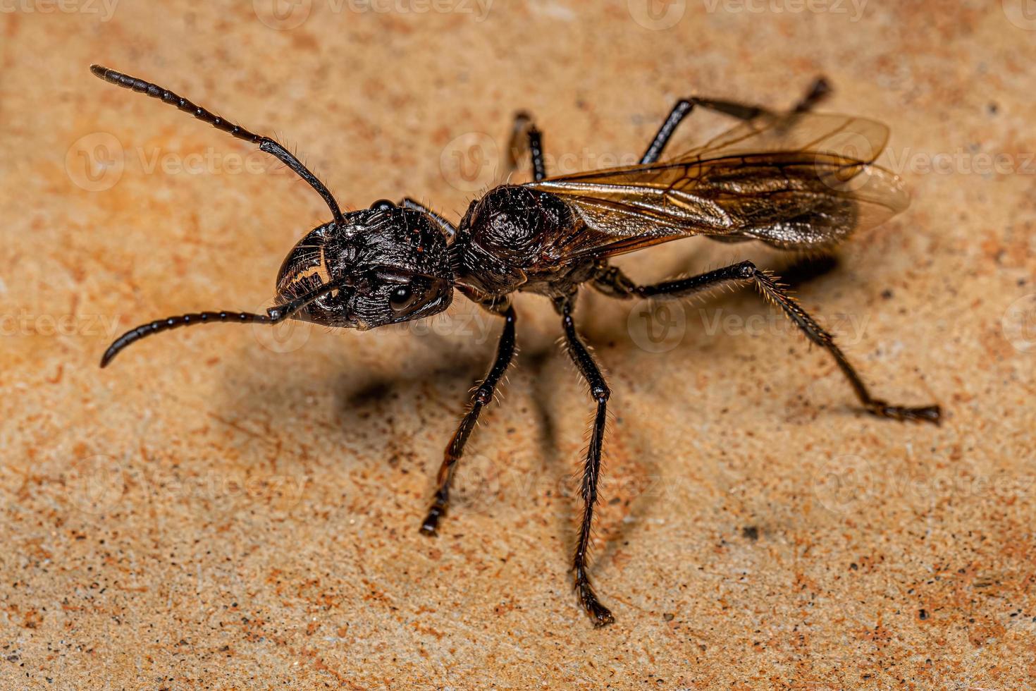 Adult Bullet Ant Queen photo