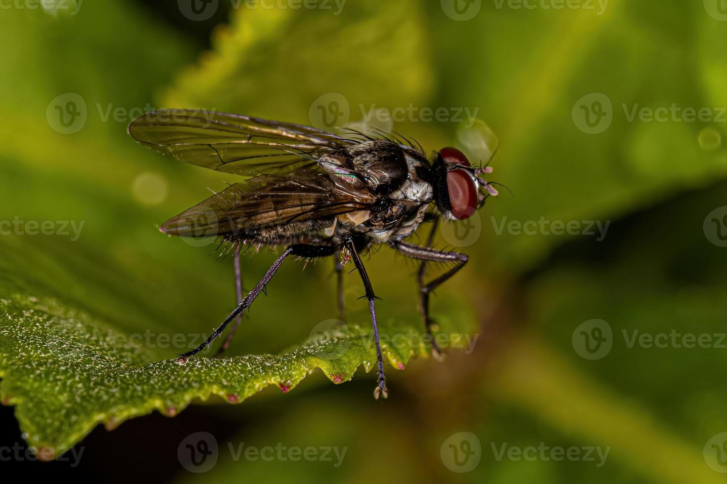 Adult Muscoid Fly photo