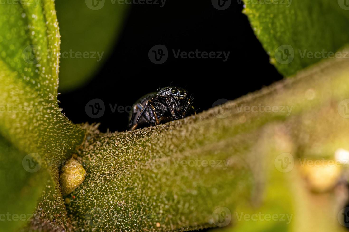 Small Jumping Spider photo