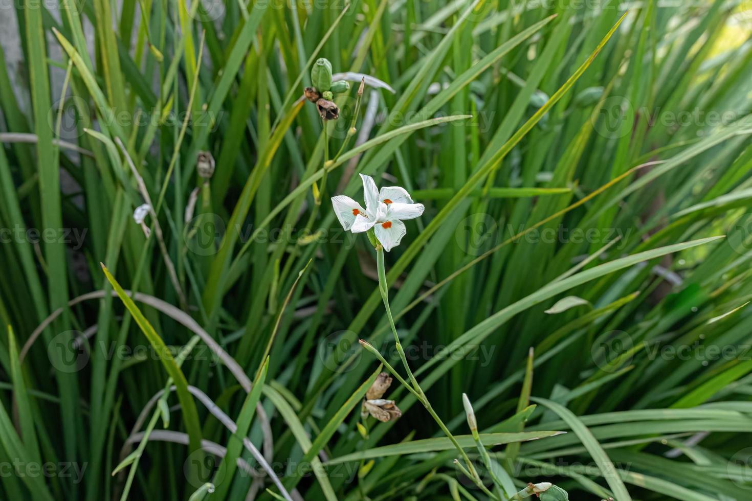 Small Fortnight Lily White Flower photo