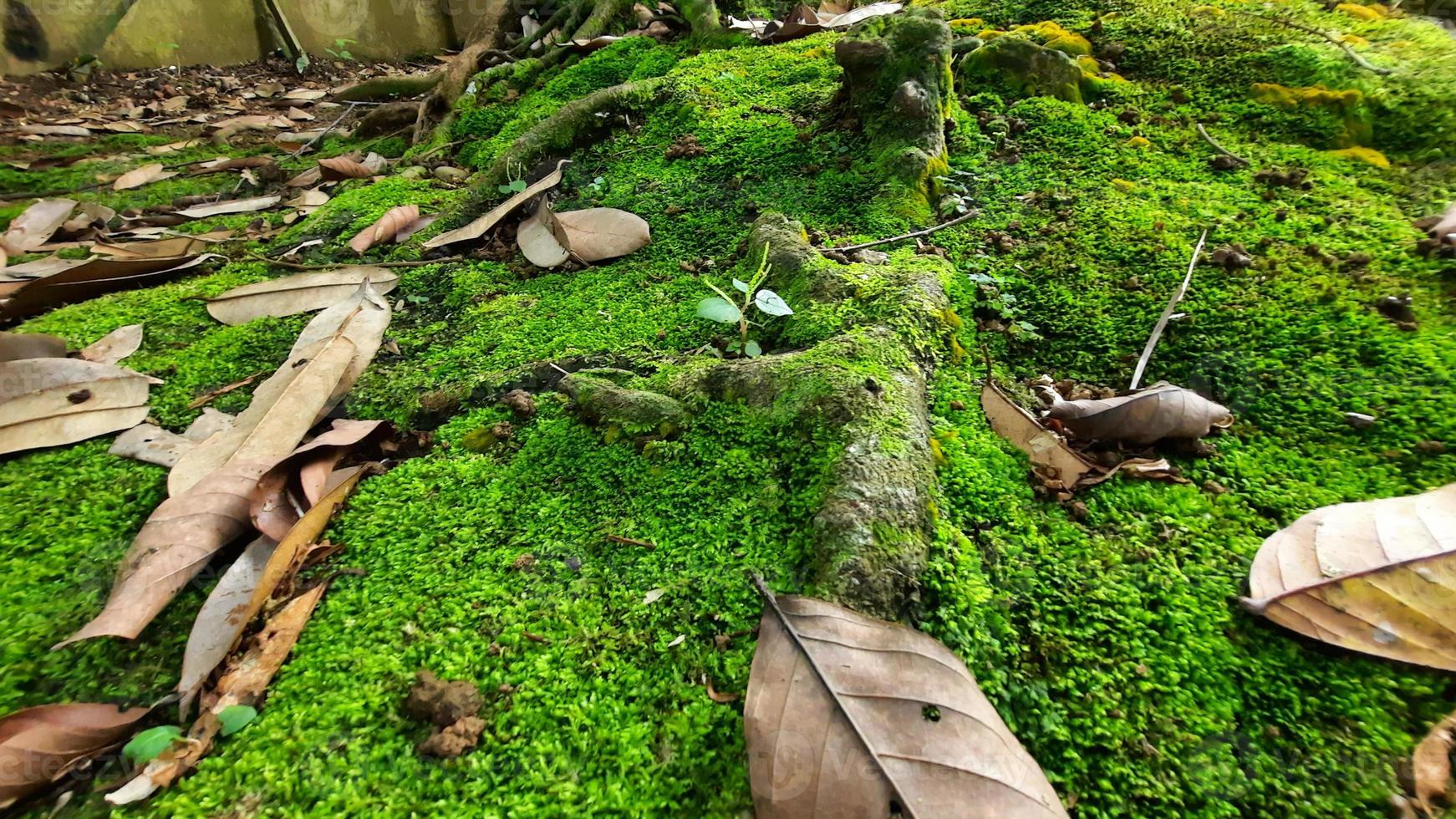 Green moss background in tropical forest 05 photo