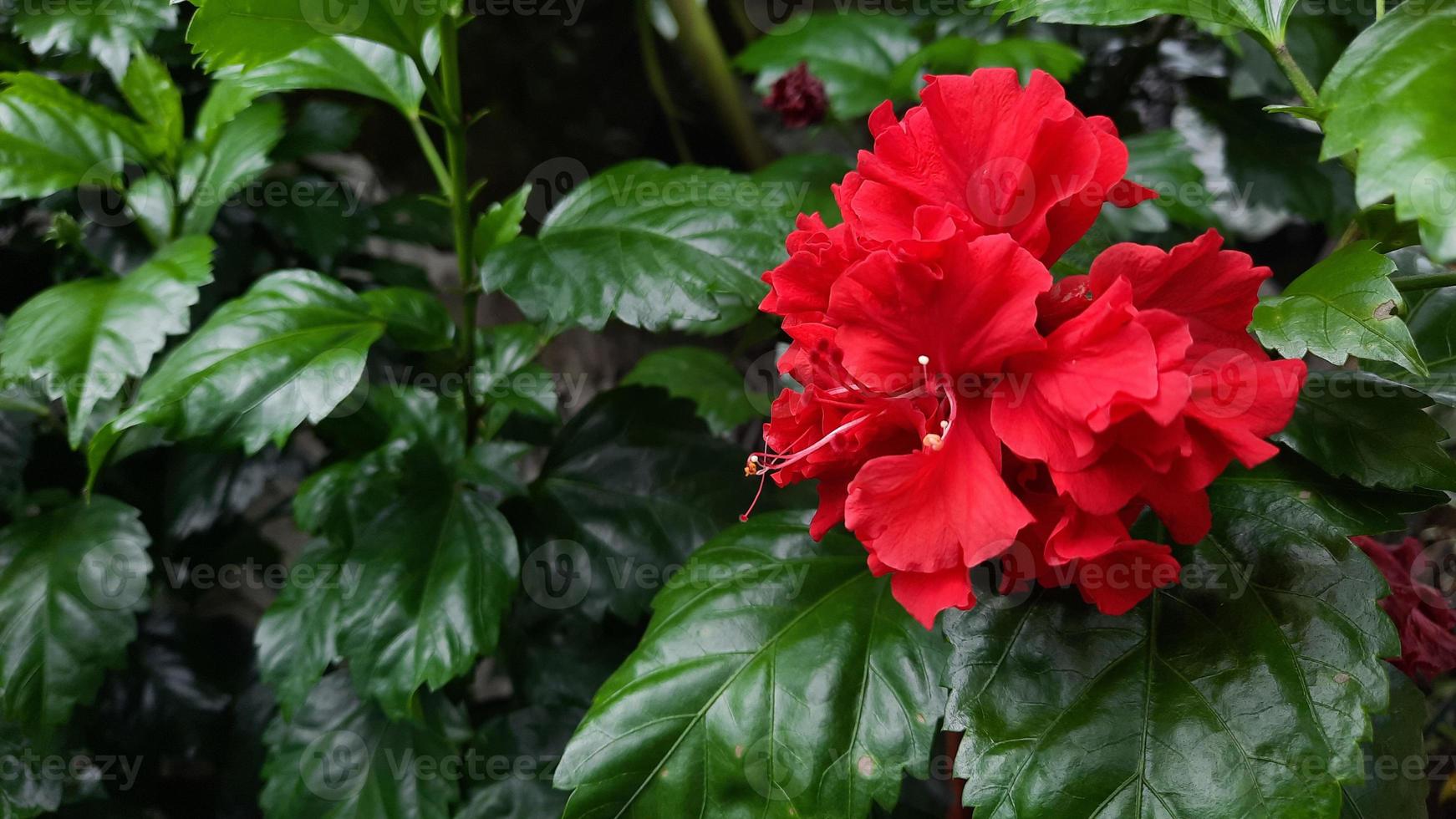 flor de planta rosa de hibisco rojo doble con fondo de hoja 02 foto