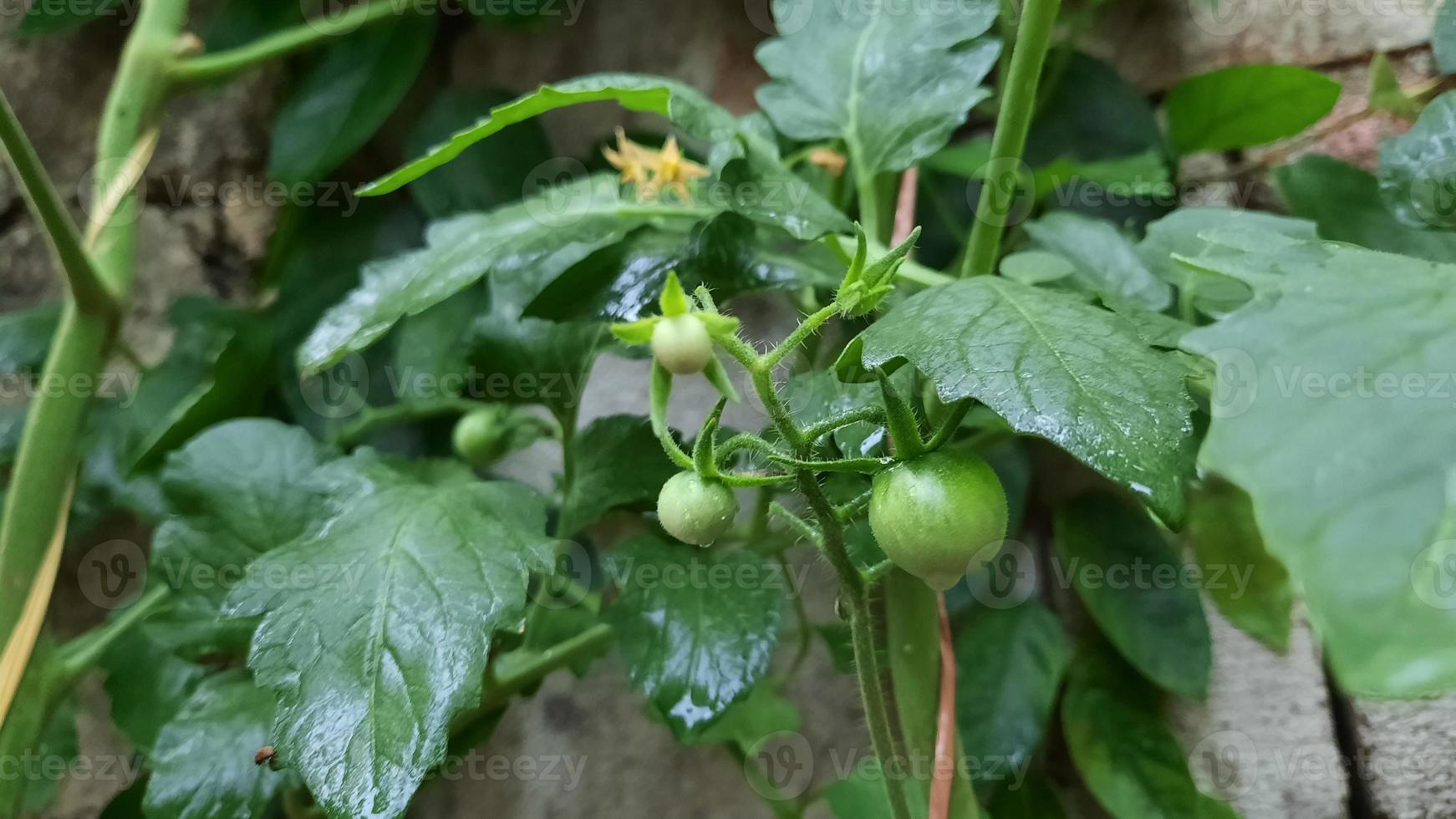 Cherry tomatoes that are still green on the tree photo