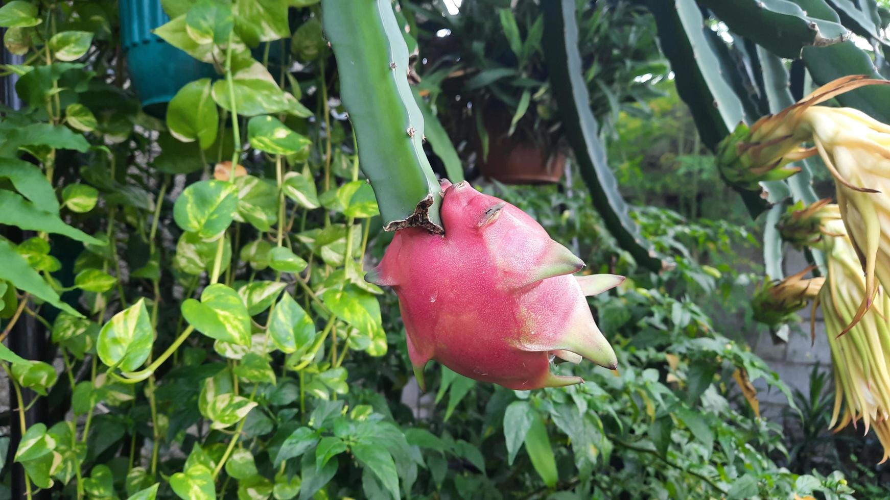 The dragon fruit on the tree that has started to turn red 02 photo