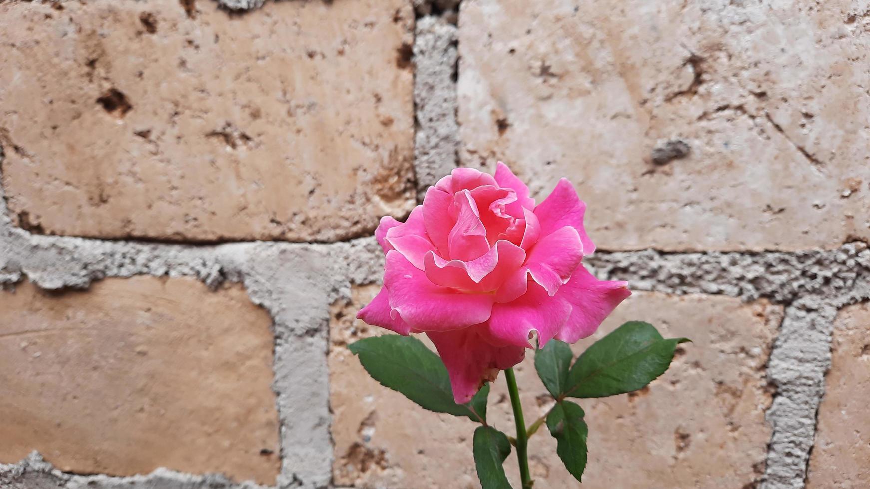 rosas rosadas en una pared de ladrillos foto