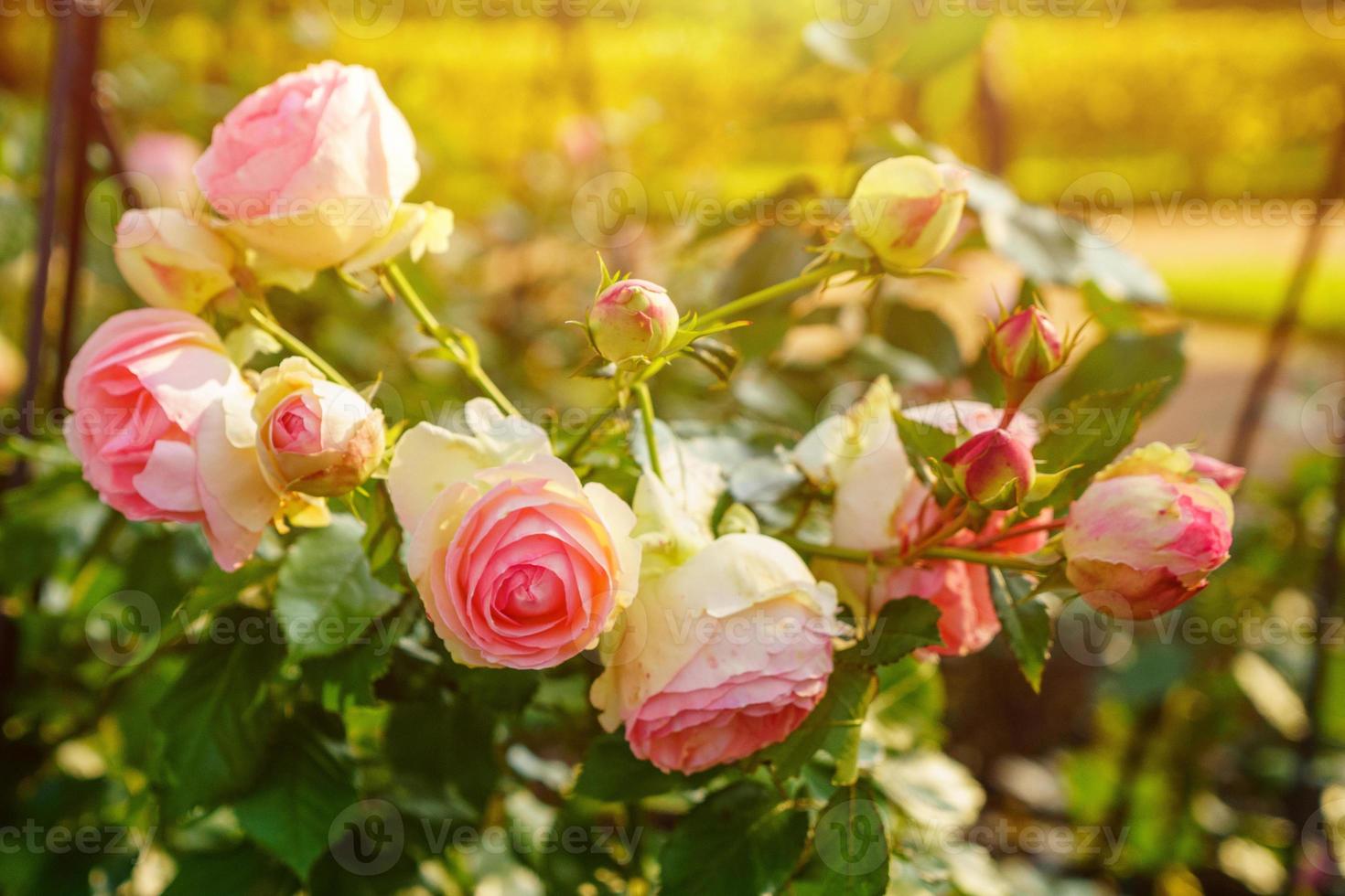 Large bicolor light peach roses like peonies with double frill on a background photo