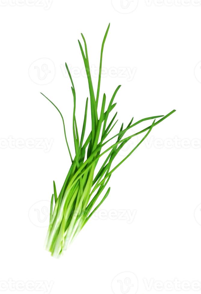 Bunch of green onions isolated on white background photo