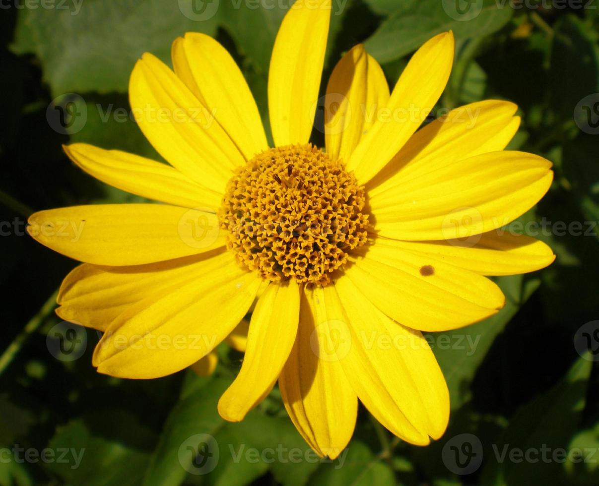 Yellow blossom with green leaves photo