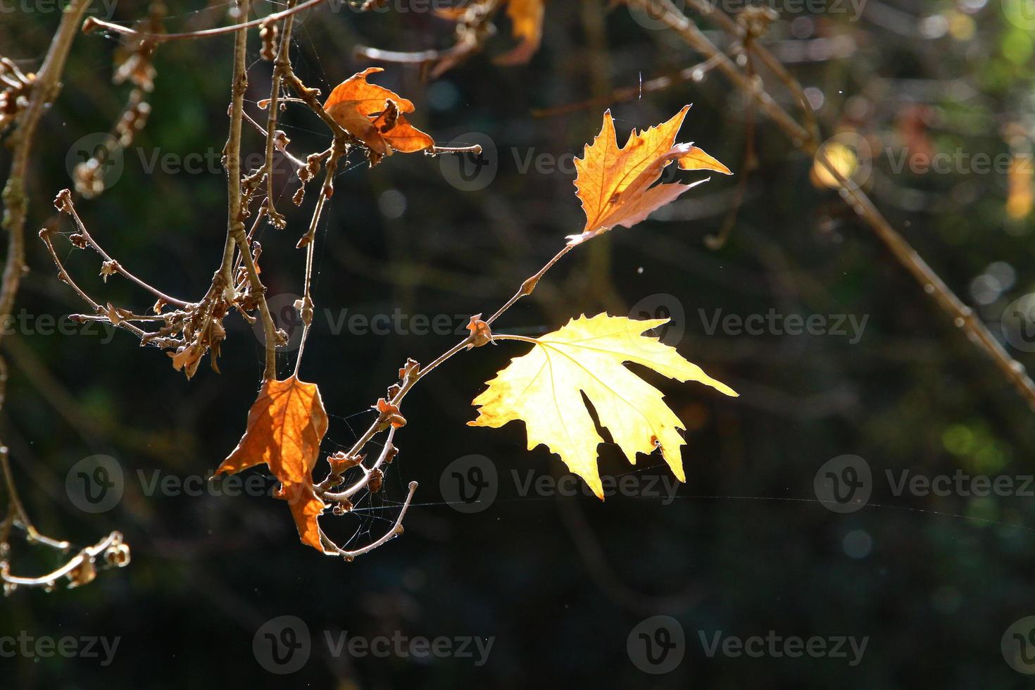 en las ramas y hojas de los árboles telas de araña de hilos delgados. foto