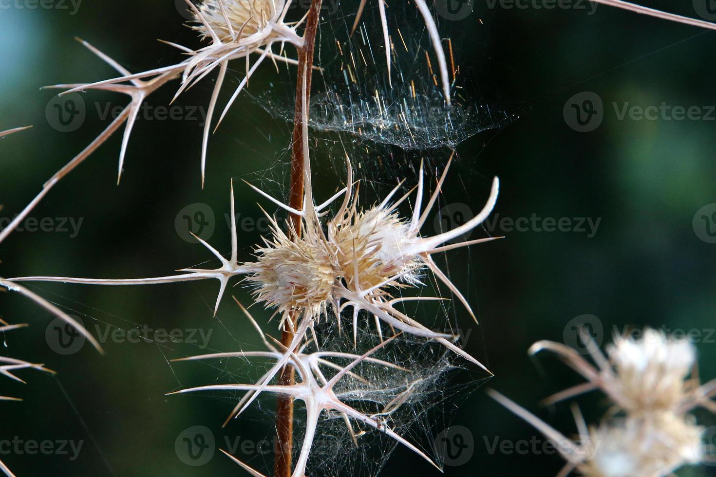 On the branches and leaves of trees spider webs of thin threads. photo