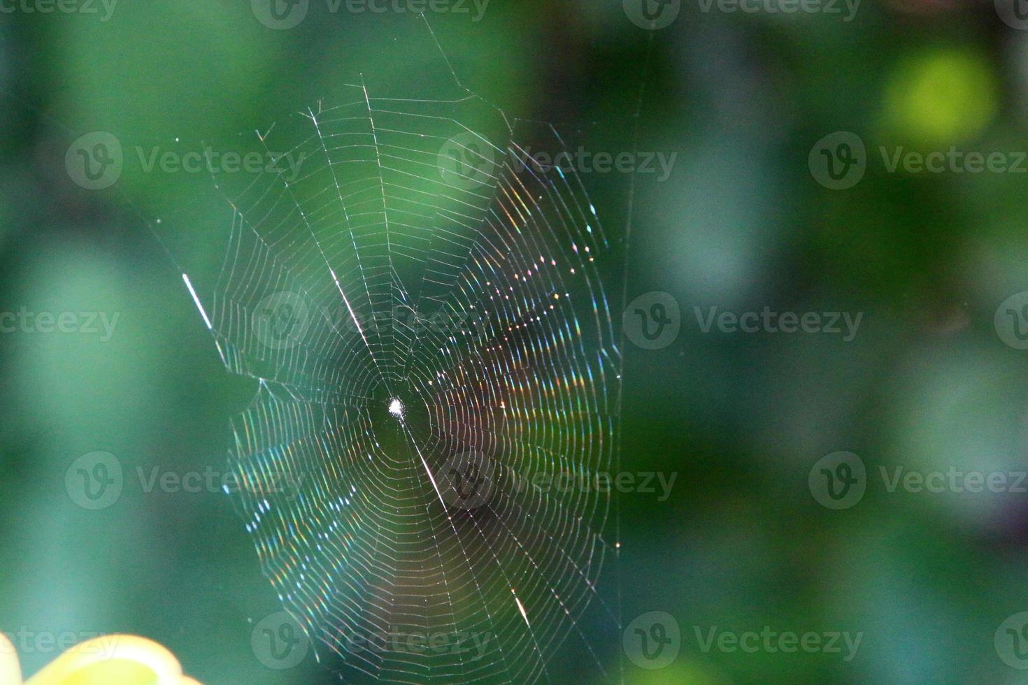 On the branches and leaves of trees spider webs of thin threads. photo