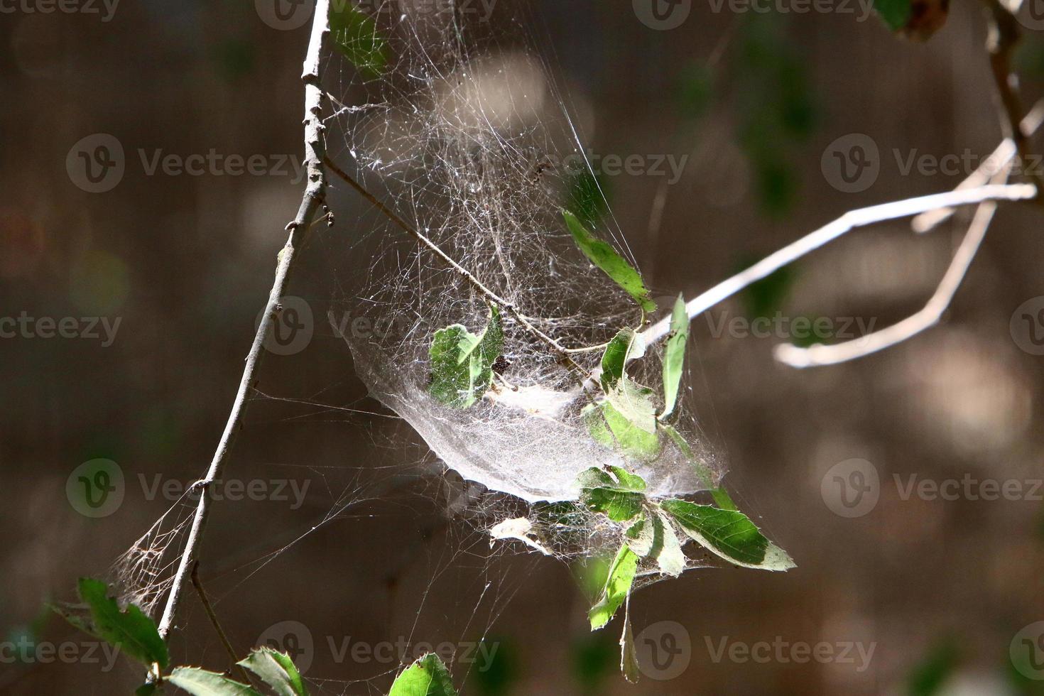 On the branches and leaves of trees spider webs of thin threads. photo