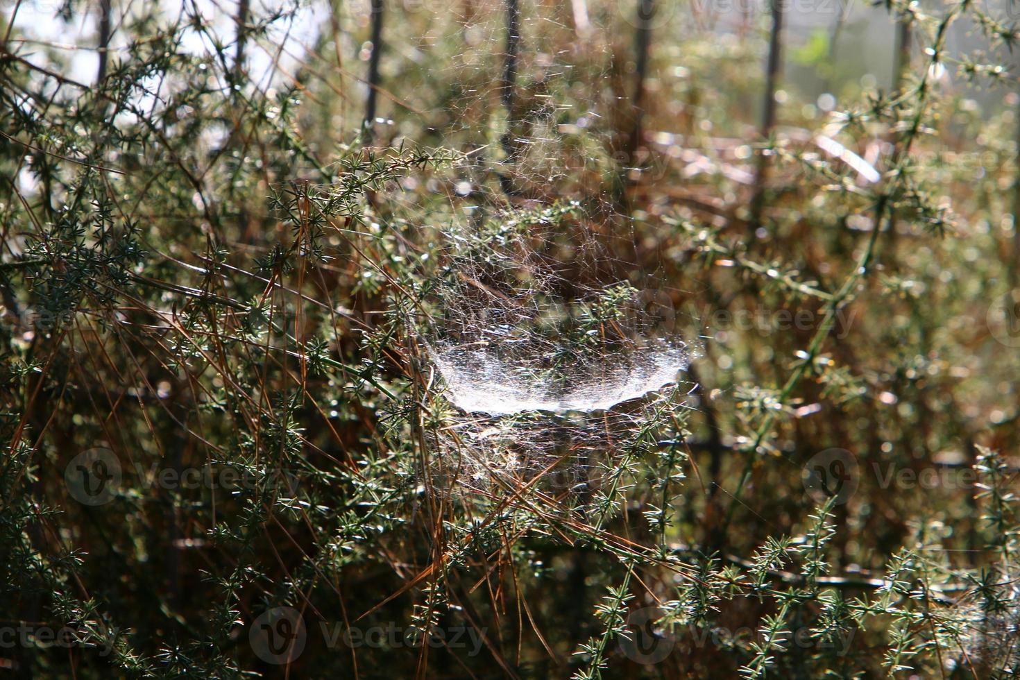 On the branches and leaves of trees spider webs of thin threads. photo