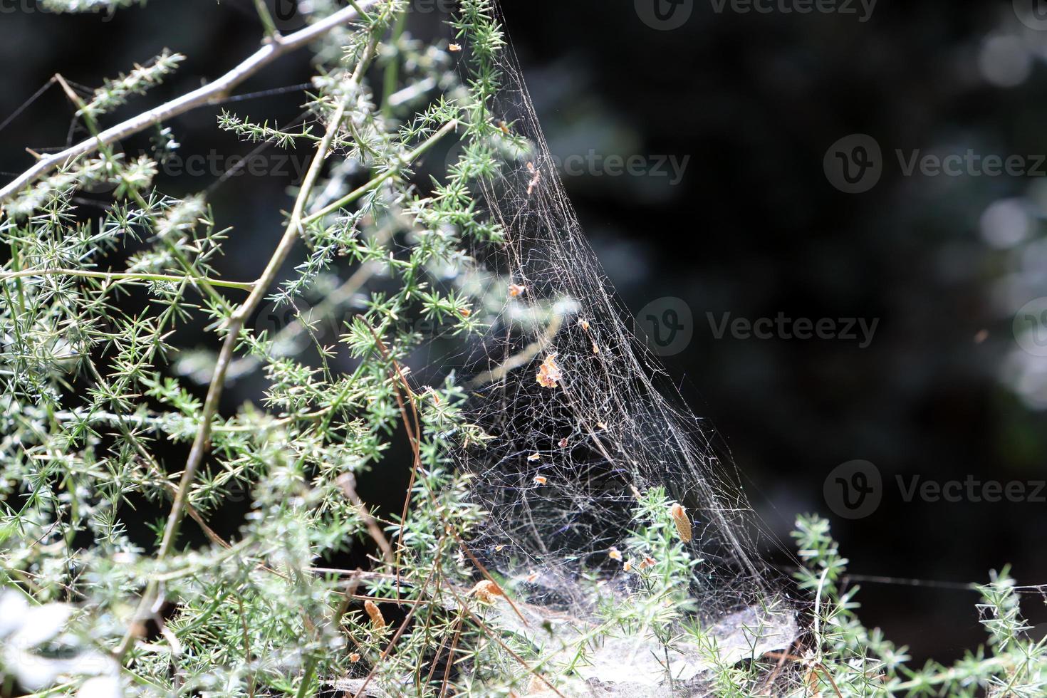 On the branches and leaves of trees spider webs of thin threads. photo