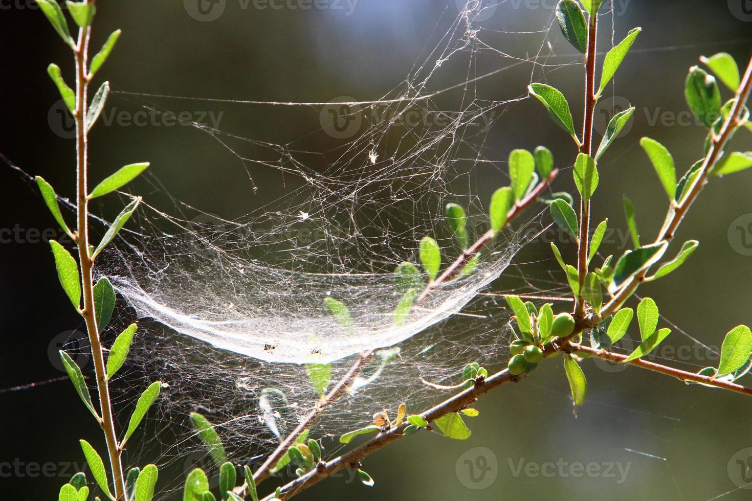 On the branches and leaves of trees spider webs of thin threads. photo