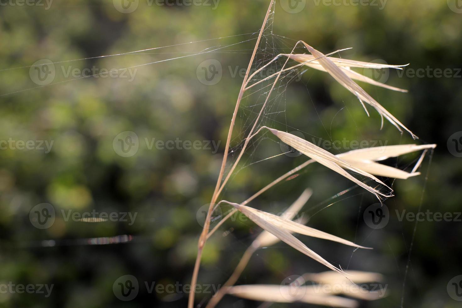 On the branches and leaves of trees spider webs of thin threads. photo