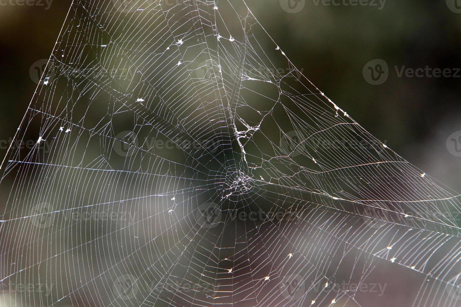 On the branches and leaves of trees spider webs of thin threads. photo