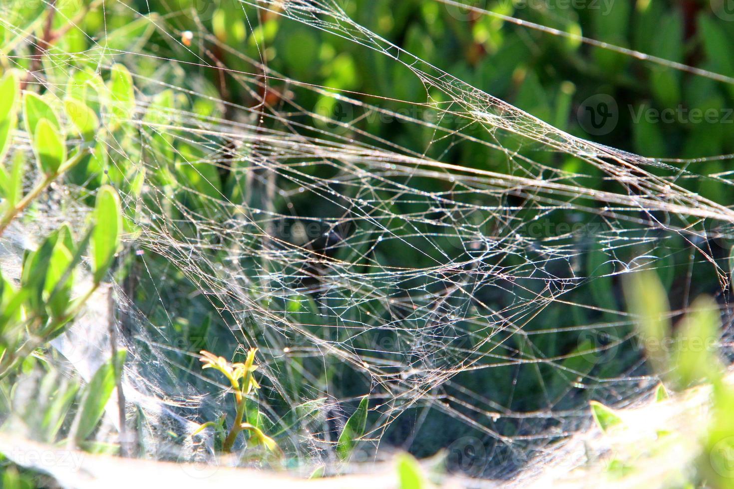 On the branches and leaves of trees spider webs of thin threads. photo