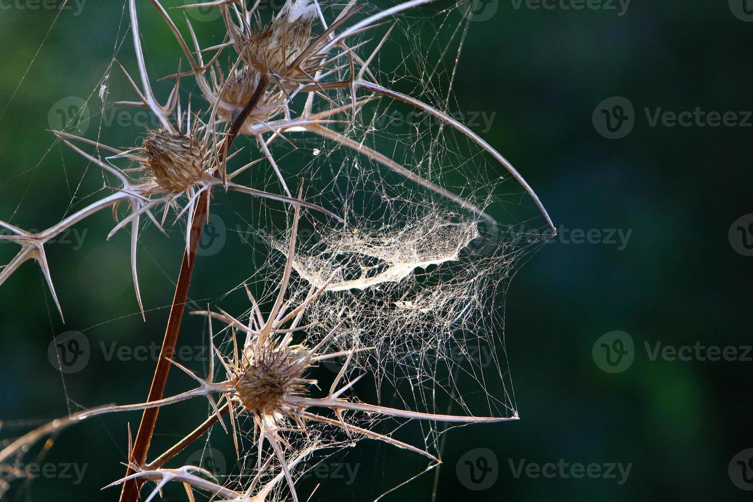 On the branches and leaves of trees spider webs of thin threads. photo