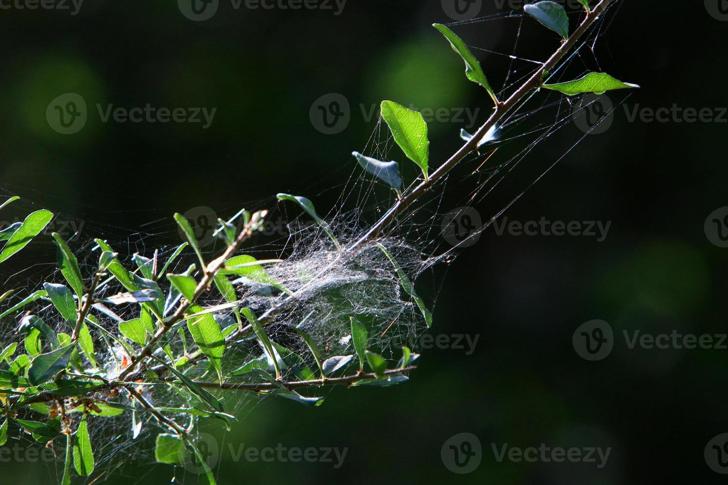 en las ramas y hojas de los árboles telas de araña de hilos delgados. foto
