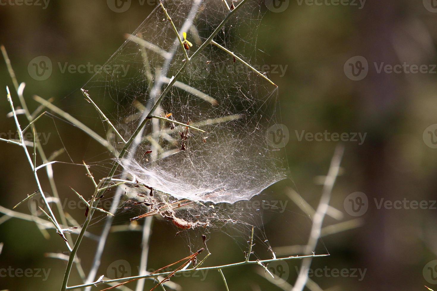 On the branches and leaves of trees spider webs of thin threads. photo