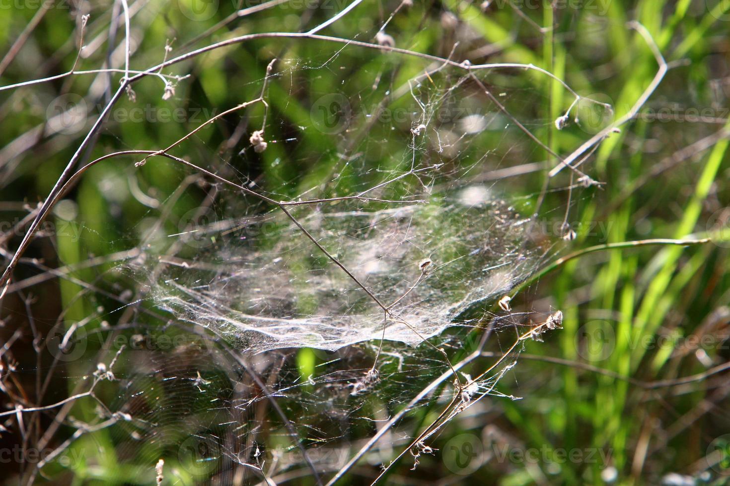 On the branches and leaves of trees spider webs of thin threads. photo