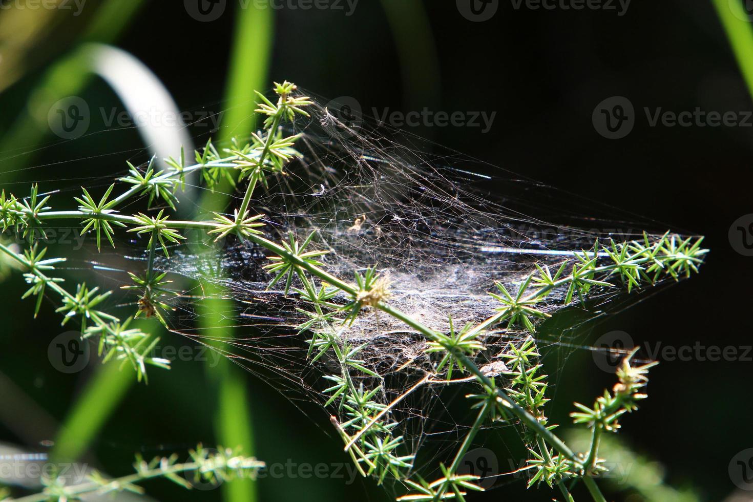 On the branches and leaves of trees spider webs of thin threads. photo