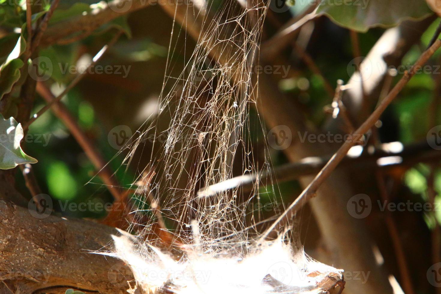 On the branches and leaves of trees spider webs of thin threads. photo