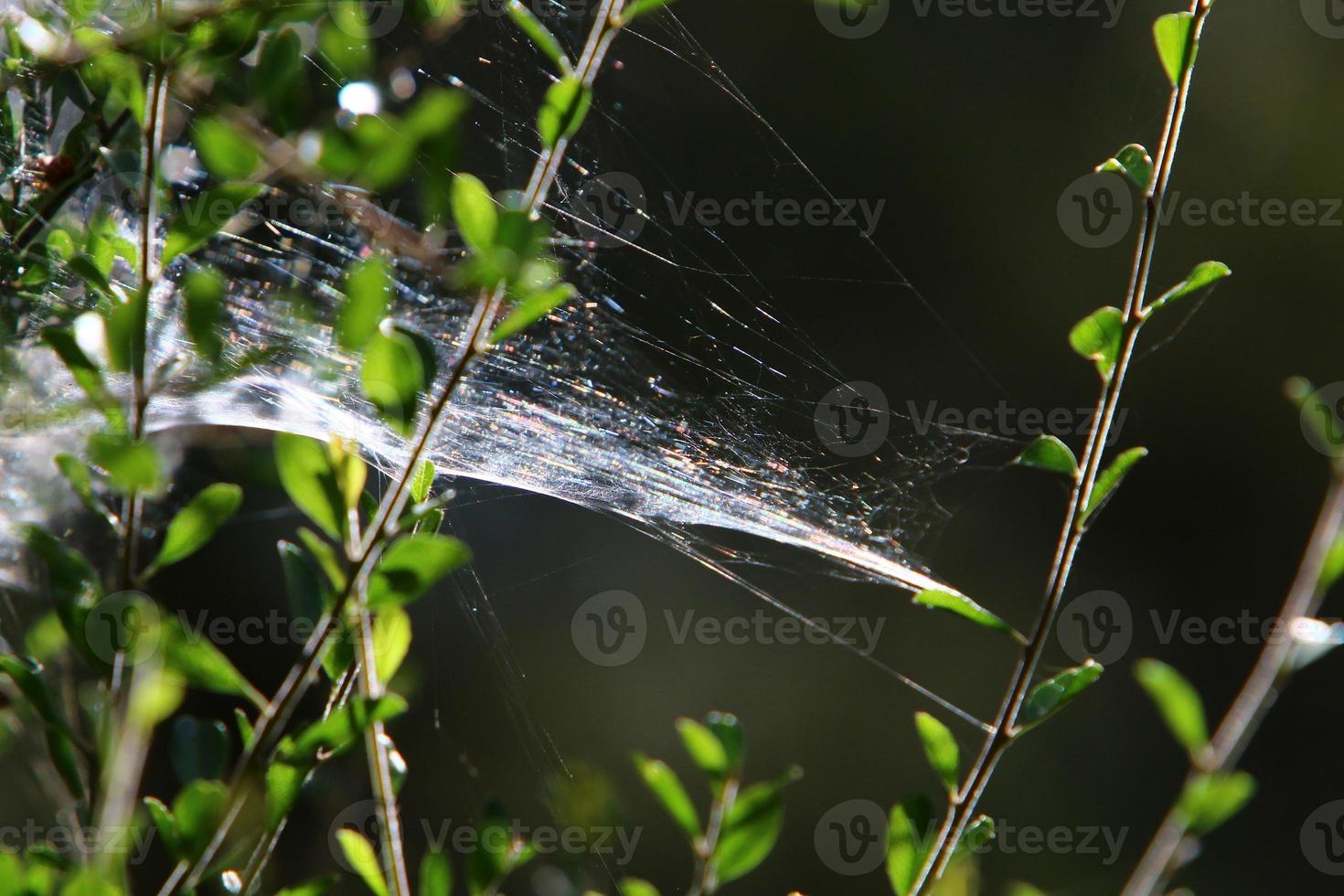 On the branches and leaves of trees spider webs of thin threads. photo