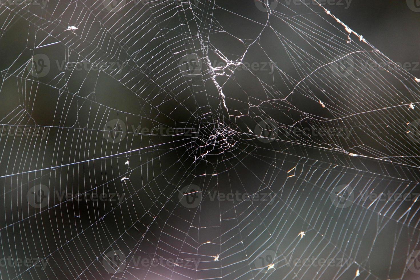 en las ramas y hojas de los árboles telas de araña de hilos delgados. foto