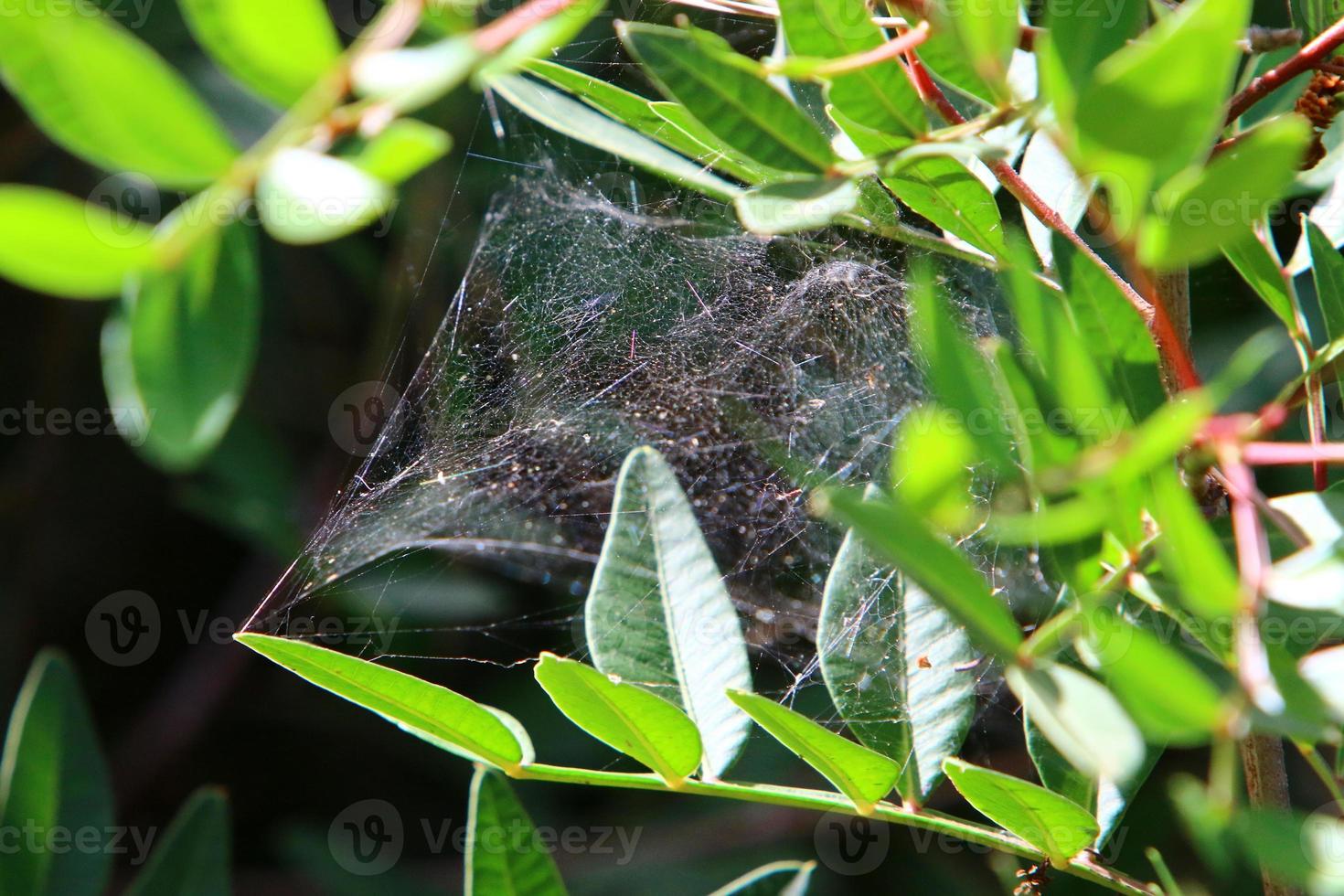 On the branches and leaves of trees spider webs of thin threads. photo