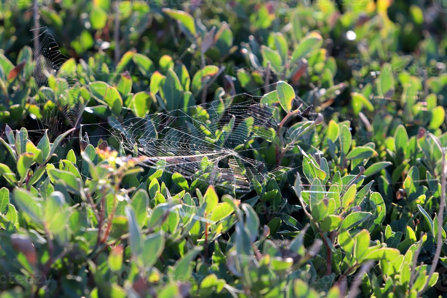 On the branches and leaves of trees spider webs of thin threads. photo