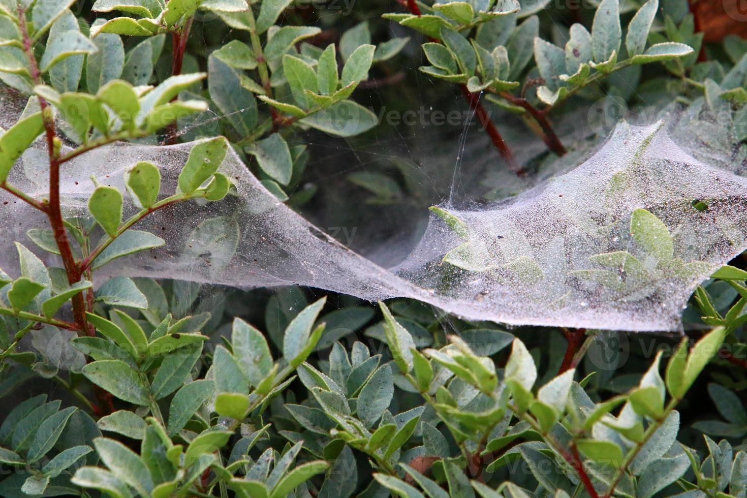 On the branches and leaves of trees spider webs of thin threads. photo