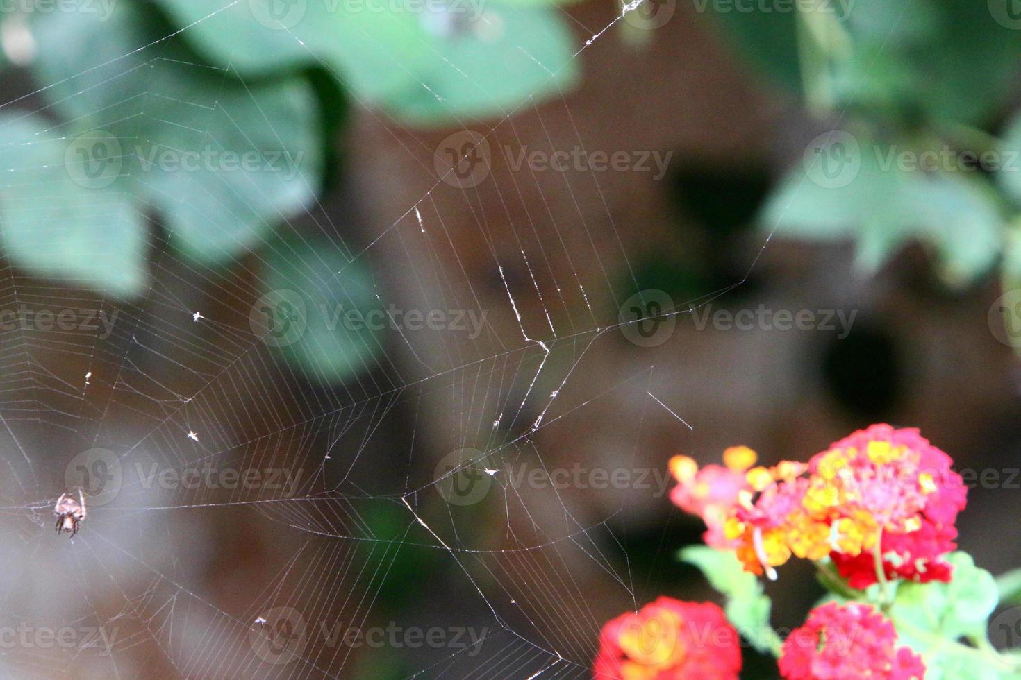 On the branches and leaves of trees spider webs of thin threads. photo