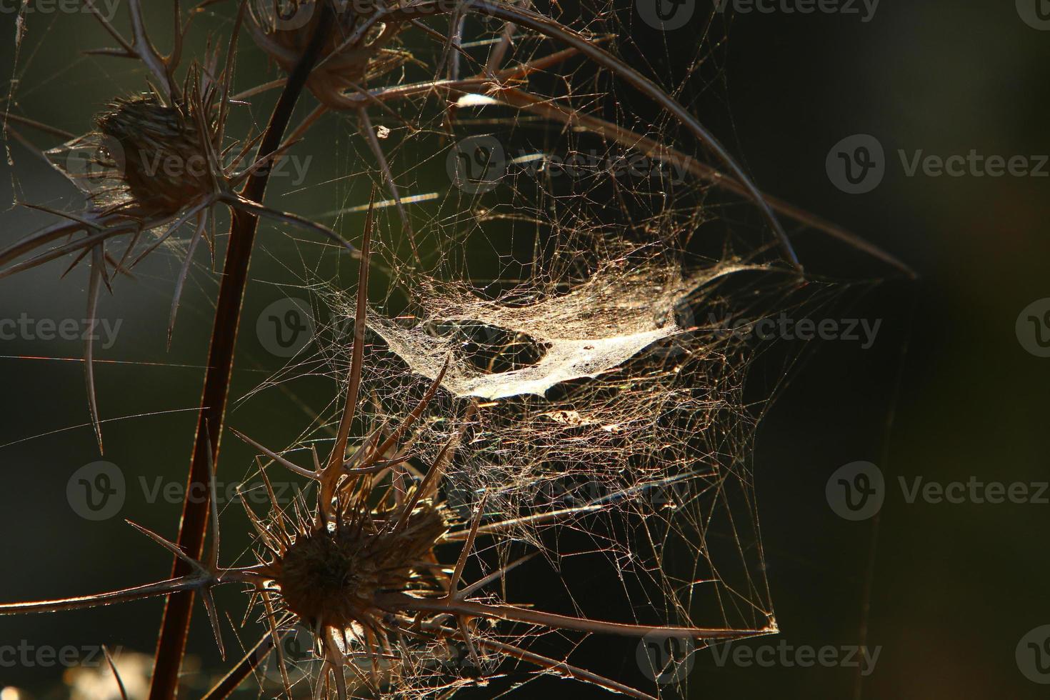 On the branches and leaves of trees spider webs of thin threads. photo