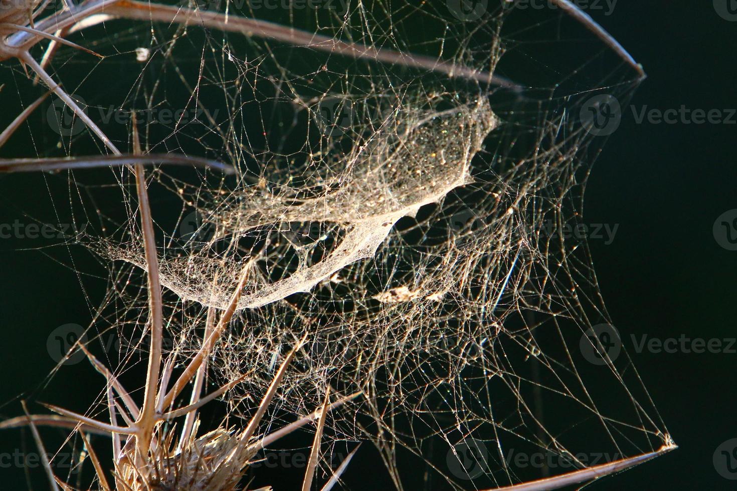 On the branches and leaves of trees spider webs of thin threads. photo