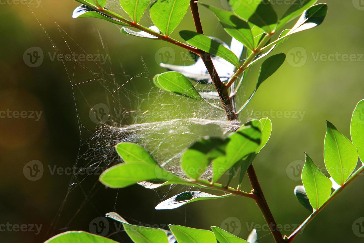 On the branches and leaves of trees spider webs of thin threads. photo