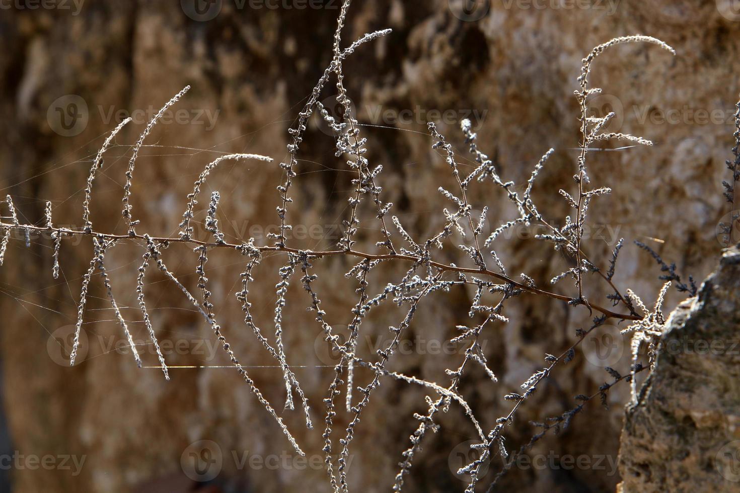 On the branches and leaves of trees spider webs of thin threads. photo