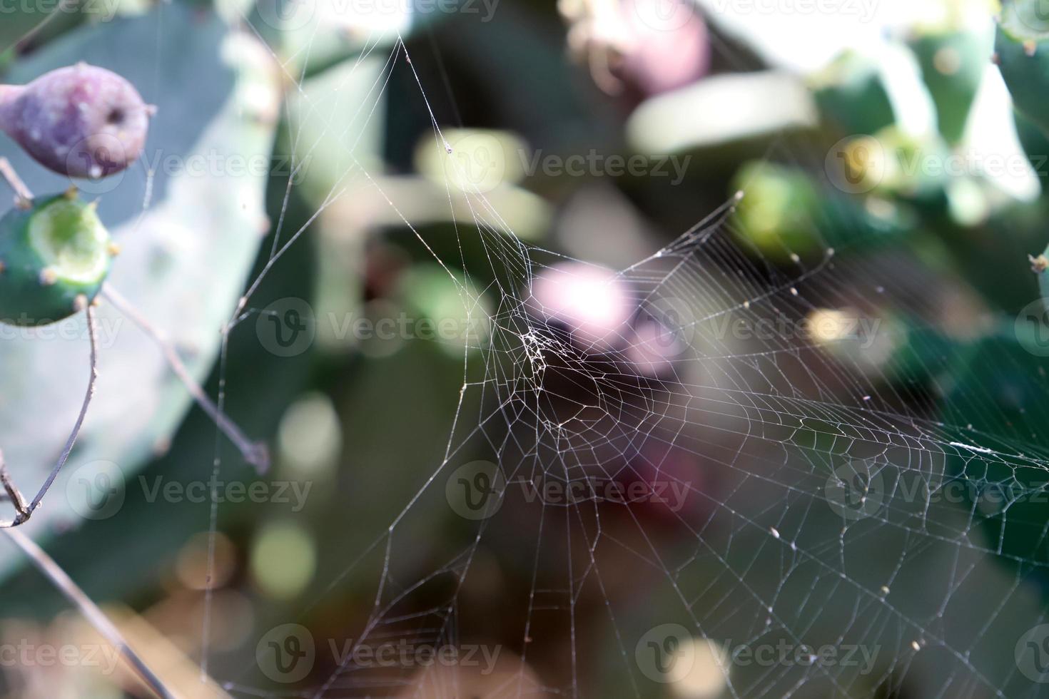 On the branches and leaves of trees spider webs of thin threads. photo